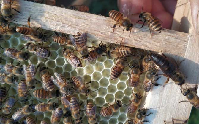 蜂群沒有蜂王會(huì)怎么樣？