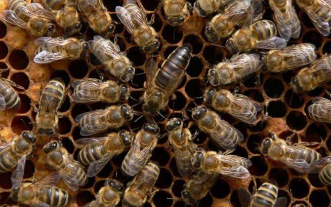 被黑色的蜂蟄了怎么辦？