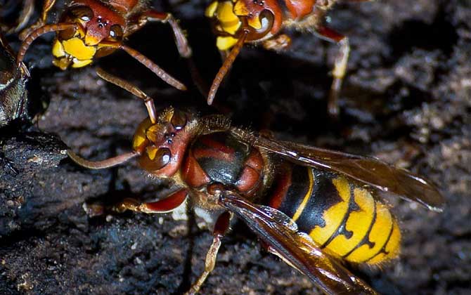 被馬蜂蟄了怎么消腫止癢？