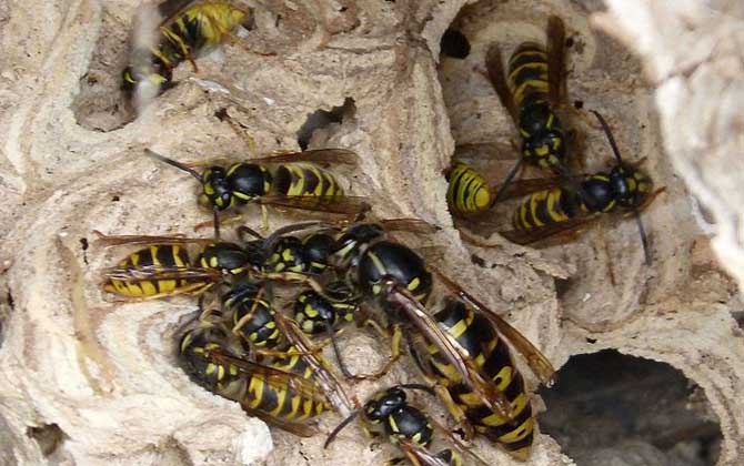 家里有馬蜂窩的預兆是什么？