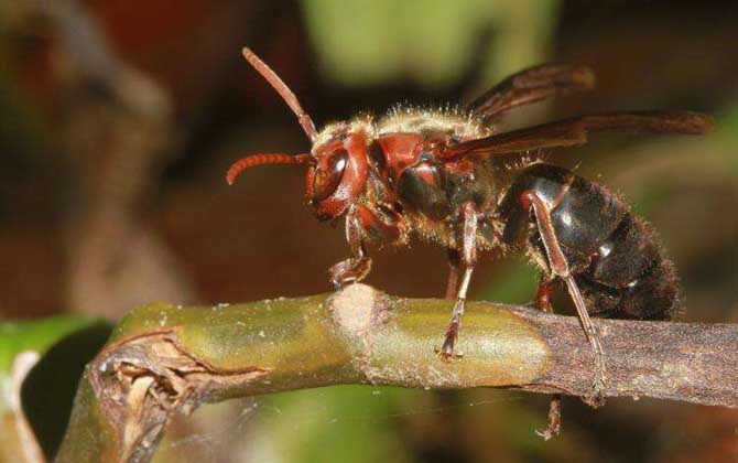 牛角蜂蟄了會不會死人？