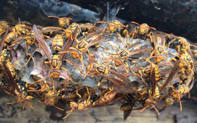 馬蜂喜歡在什么地方做窩？