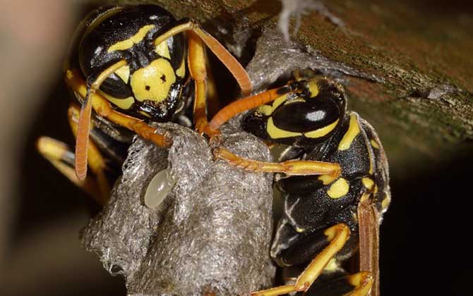 為什么家里招馬蜂？