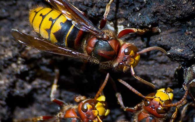 怎么判斷蜂針在不在？