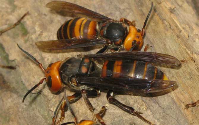 虎頭蜂泡酒多久才能喝？