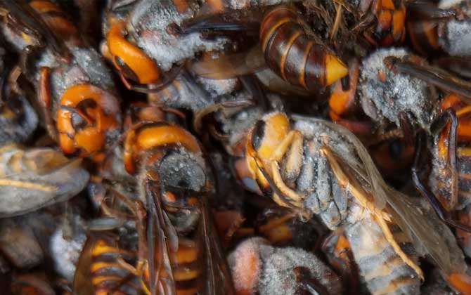 虎頭蜂100只能泡多少酒？