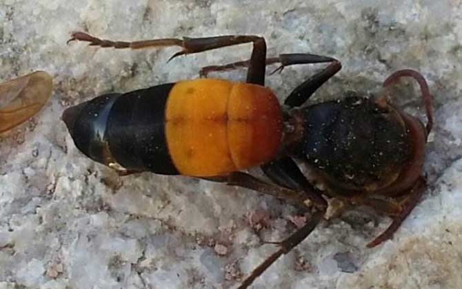 黃腰虎頭蜂能蟄死人嗎？