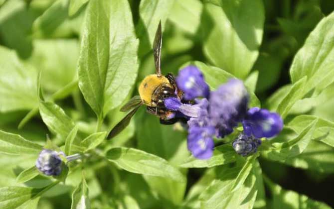 比虎頭蜂還大的黑蜂是什么蜂？