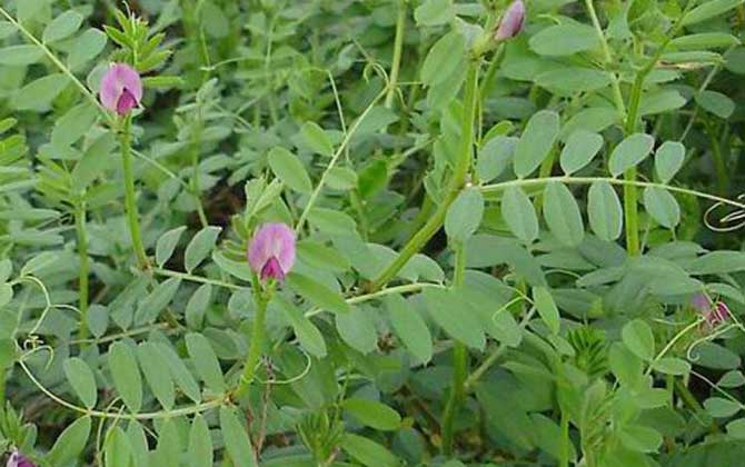 夏季有哪些主要蜜源植物？