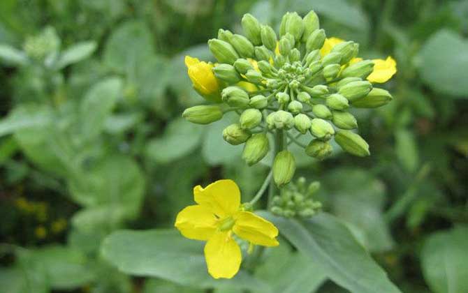 春季有哪些主要蜜源植物？