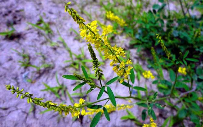草木樨什么時(shí)候開花？