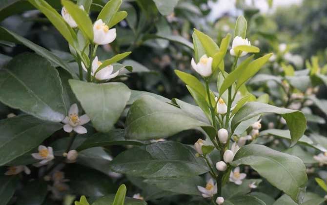 柑橘樹什么時(shí)候開花？