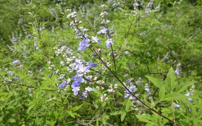 荊條什么時候開花？