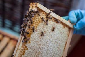 2021年意蜂多少錢一箱？