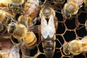 2021年意蜂王多少錢一只？