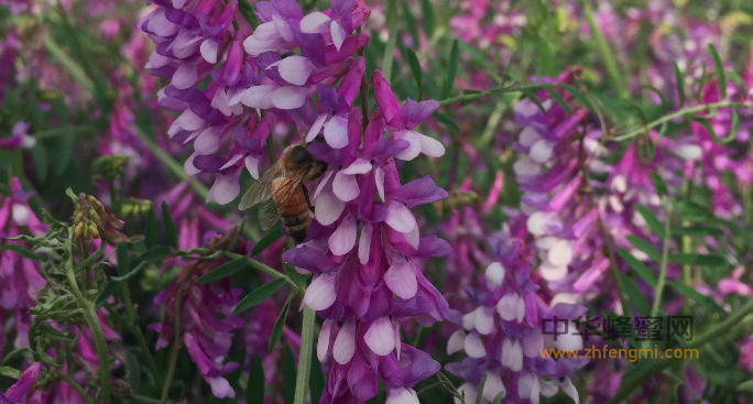 宣威市科學(xué)養(yǎng)蜂協(xié)會(huì)