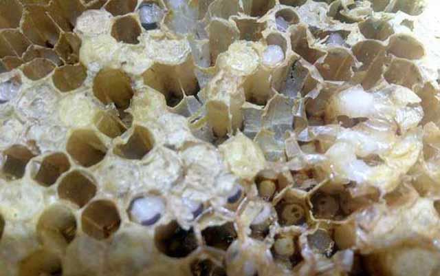 養(yǎng)蜂，怎樣讓蜂群長久保持強(qiáng)群？