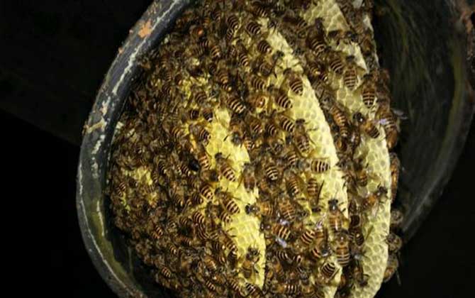 養(yǎng)十箱中蜂一年收入多少錢？(10箱蜂能賺多少錢)