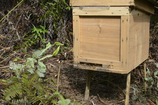 中蜂格子箱如何通風（新手格子箱養(yǎng)蜂，怎樣開通風口合適）