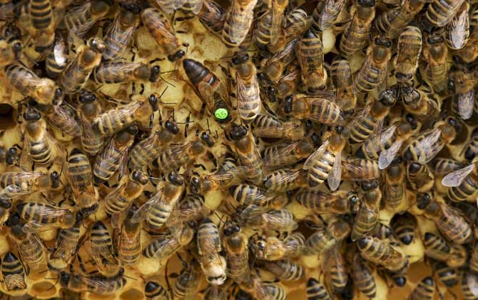 中國大虎頭蜂蜂王價格（中國大虎頭蜂蜂王多少錢）