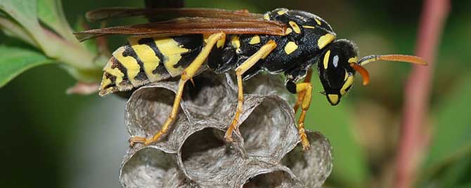 虎頭蜂飛到家里來(lái)好不好(馬蜂來(lái)家里是福還是禍？)