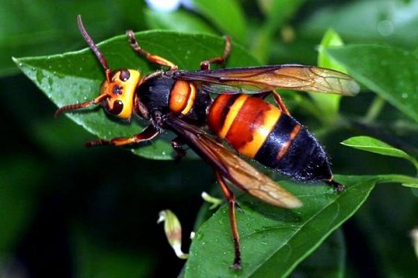 黑尾胡蜂有幾個品種（黑尾胡蜂品種介紹）