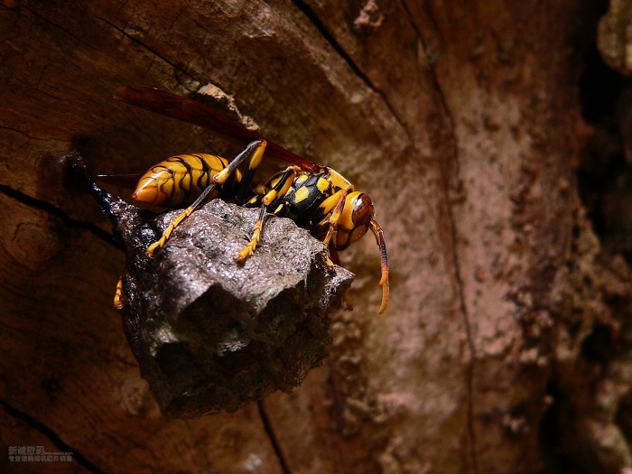 胡蜂吃黃粉蟲嗎（胡蜂吃什么食物）