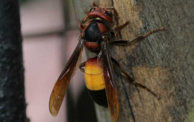 黃腰虎頭蜂蟄了怎么處理（如何處理黃腰虎頭蜂蟄過(guò)的傷口）