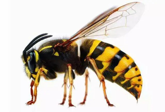 野外找胡蜂技巧（野外找胡蜂怎么看蜂路）