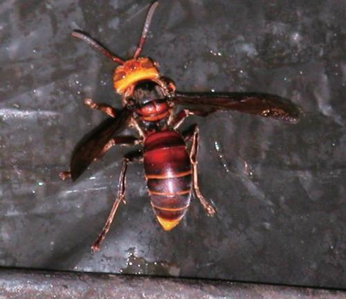 中國(guó)大虎頭蜂的蜂窩有什么用（大虎頭蜂蜂窩的藥用價(jià)值）