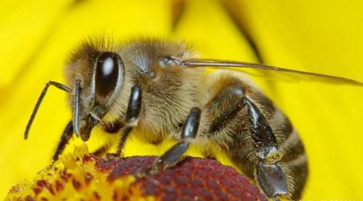 蜂王沒產卵工蜂也采粉嗎（蜂群失王后，工蜂還會采蜜嗎）