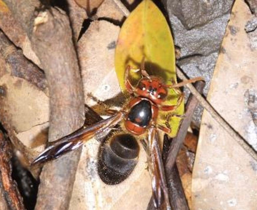 大虎頭蜂真能蜇死人嗎？(扒一扒虎頭蜂的厲害)