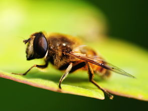 工蜂與蜂王之間是競爭關系嗎（工蜂與蜂王，哪個更重要）
