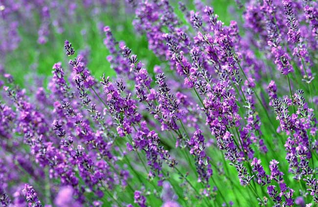 薰衣草什么時(shí)候開(kāi)（薰衣草的花期時(shí)間）
