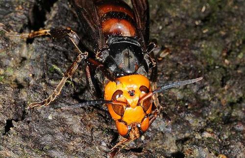 中國大虎頭蜂泡酒的功效（虎頭蜂酒對(duì)人體的好處）