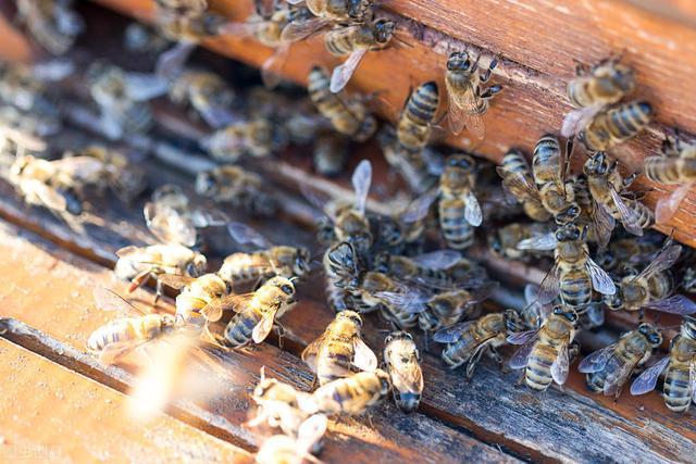 中華蜜蜂和意大利蜂蜜的價格表（中蜂和意蜂不同地區(qū)的價格差異）