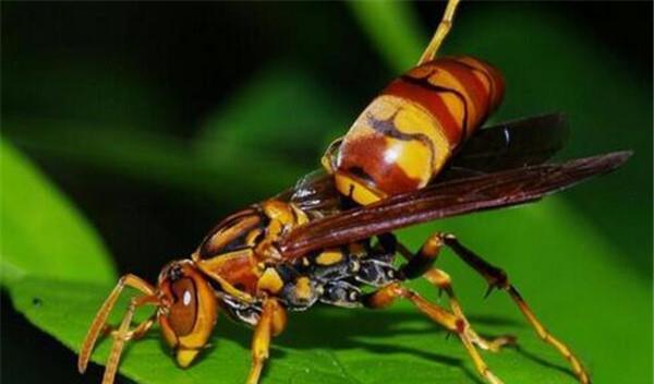 中國大虎頭蜂的毒屬什么性（被虎頭蜂咬了怎么處理？）