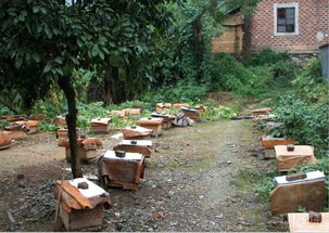 一個(gè)蜂王20只工蜂能養(yǎng)活嗎（一只蜂王20只工蜂能成群?jiǎn)幔?></a> </div>
        <div   id=