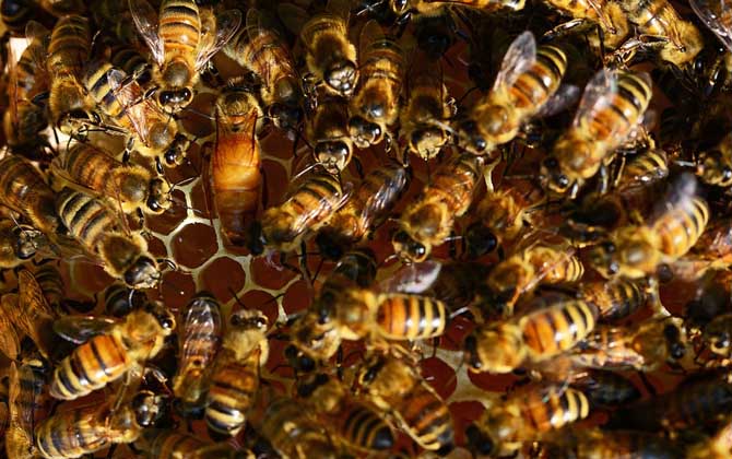 高加索蜂白堊病（蜜蜂白堊?。?></a> </div>
        <div   id=