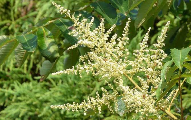 海南有五倍子花嗎（五倍子什么時候開花）