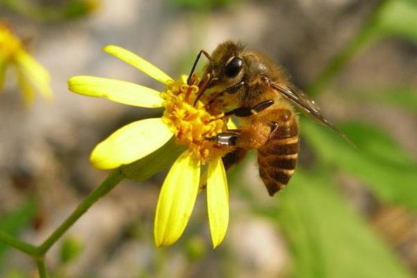 蜂箱中黑蜂多好不好？(黑蜂多的原因和處理辦法)