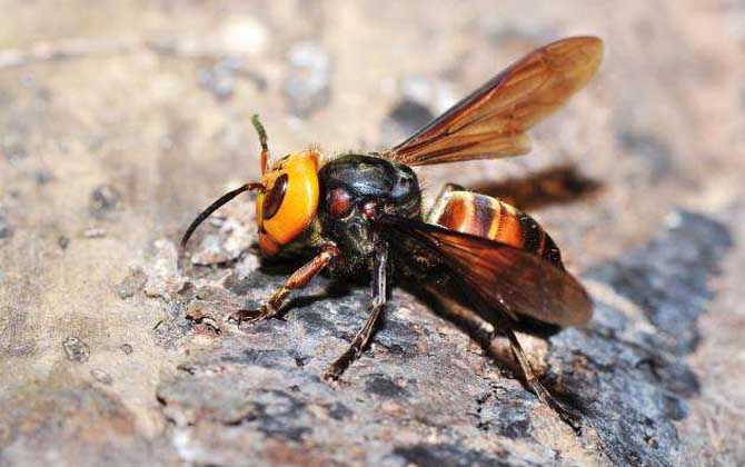 日本大黃蜂和中國大虎頭蜂誰最強(qiáng)（虎頭蜂vs日本大黃蜂誰厲害？）