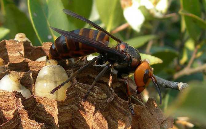 中國大虎頭蜂雄蜂和雌蜂的區(qū)別（中國大虎頭蜂怎么分公母）