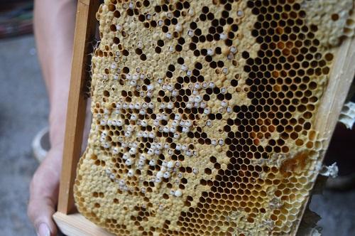 蜜蜂巢蟲如何防治