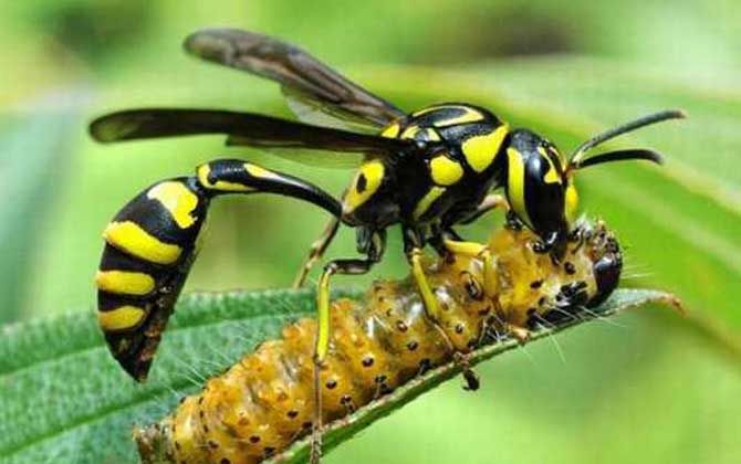 細腰蜂的分布地區（家里有細腰蜂是怎么回事）