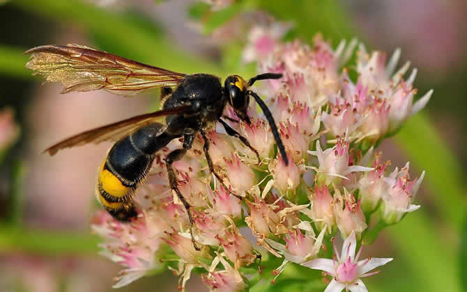 馬蜂雄蜂會蟄人嗎？
