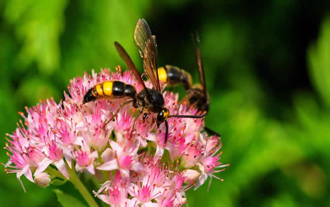 馬蜂在家筑巢是兇是福？
