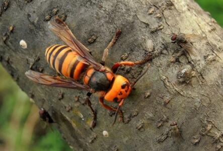 金環胡蜂多少錢一只？