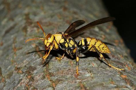 中國大虎頭蜂的生活習(xí)性(虎頭蜂的棲息環(huán)境）