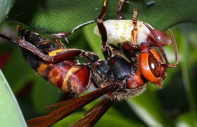 虎頭蜂最怕什么東西？(氣味、農藥、動物等)